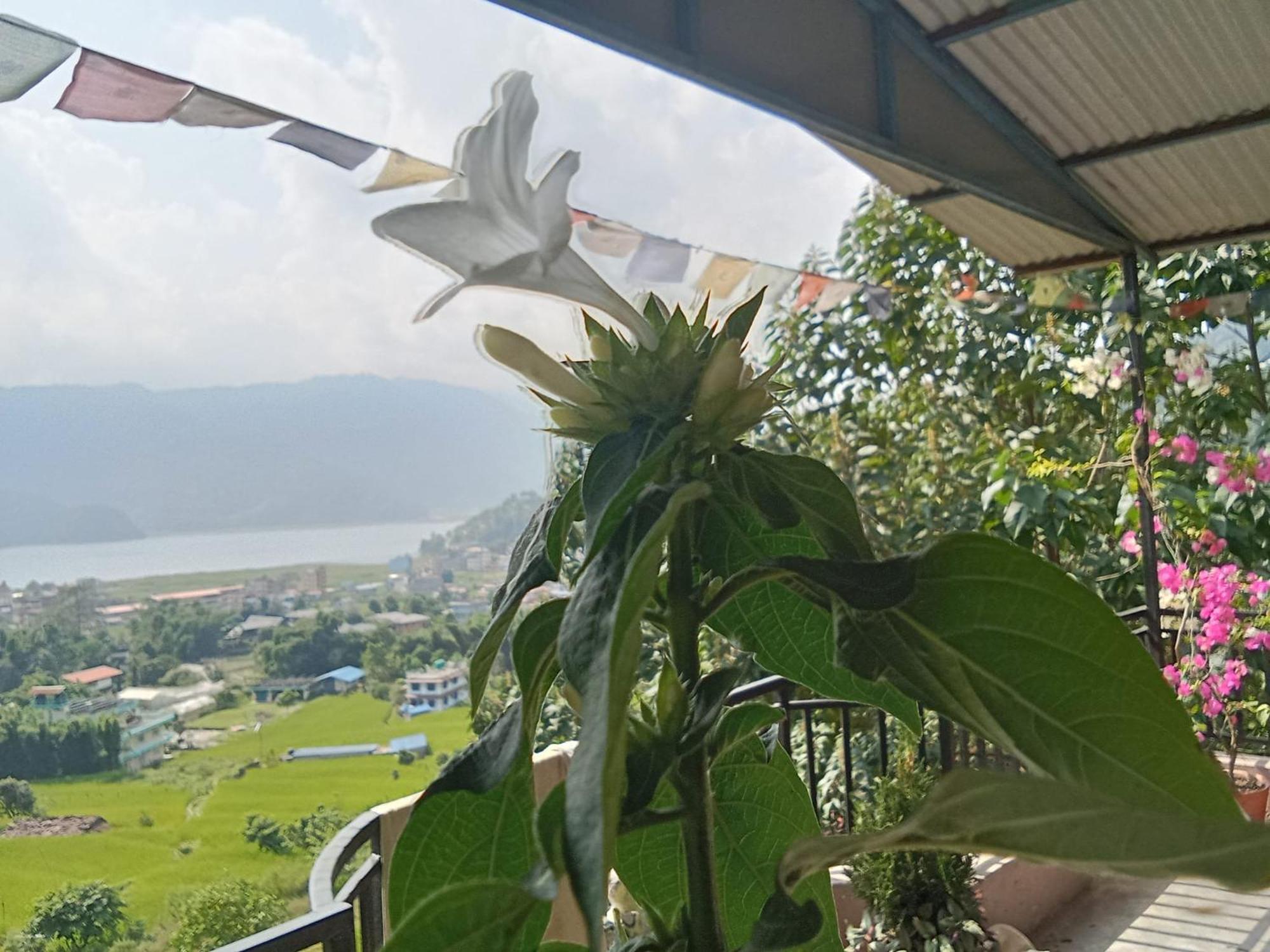 Gautam Garden Guest House Pokhara Exteriör bild